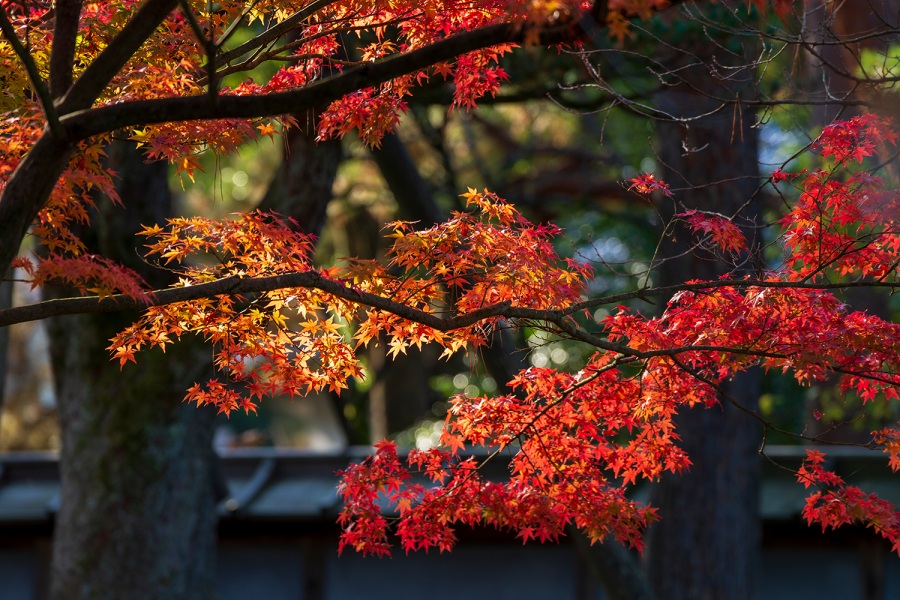 The Best Autumn Foliage Scenery in Kanazawa