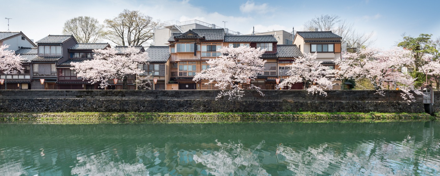 The Kanazawa Cherry Blossom Guide