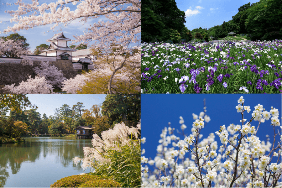 Discover Kanazawa's Floral Beauty: A Seasonal Guide