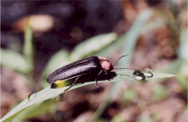An Evening of Firefly Viewing on Hakuchoro