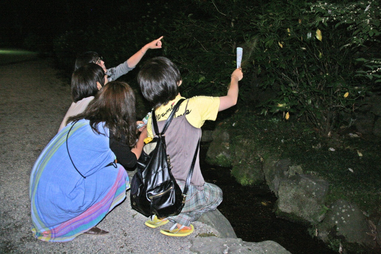 An Evening of Firefly Viewing on Hakuchoro