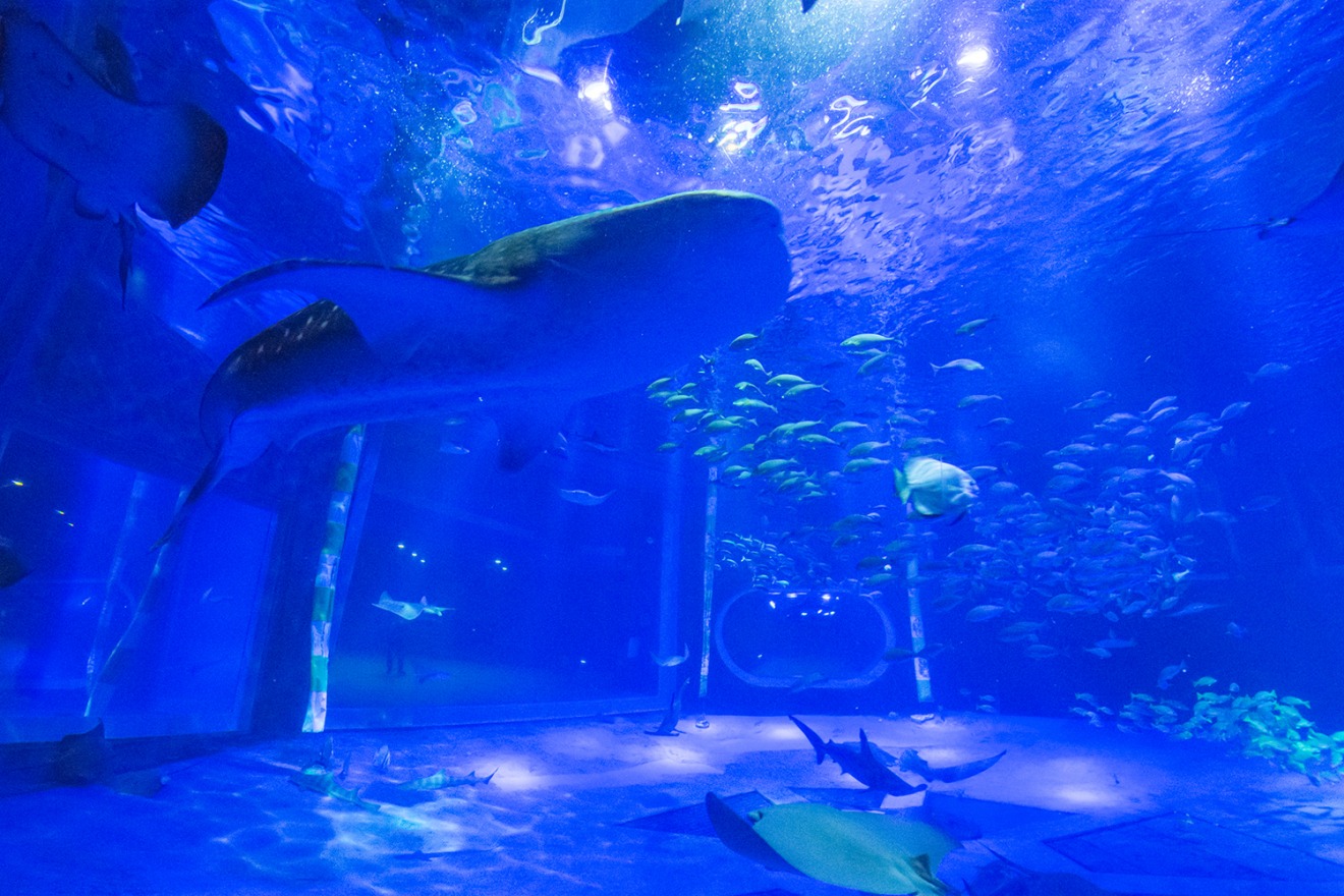 Whale Shark Pavilion (Photo courtesy of Notojima Aquarium)