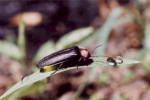 Firefly Viewing in Kanazawa