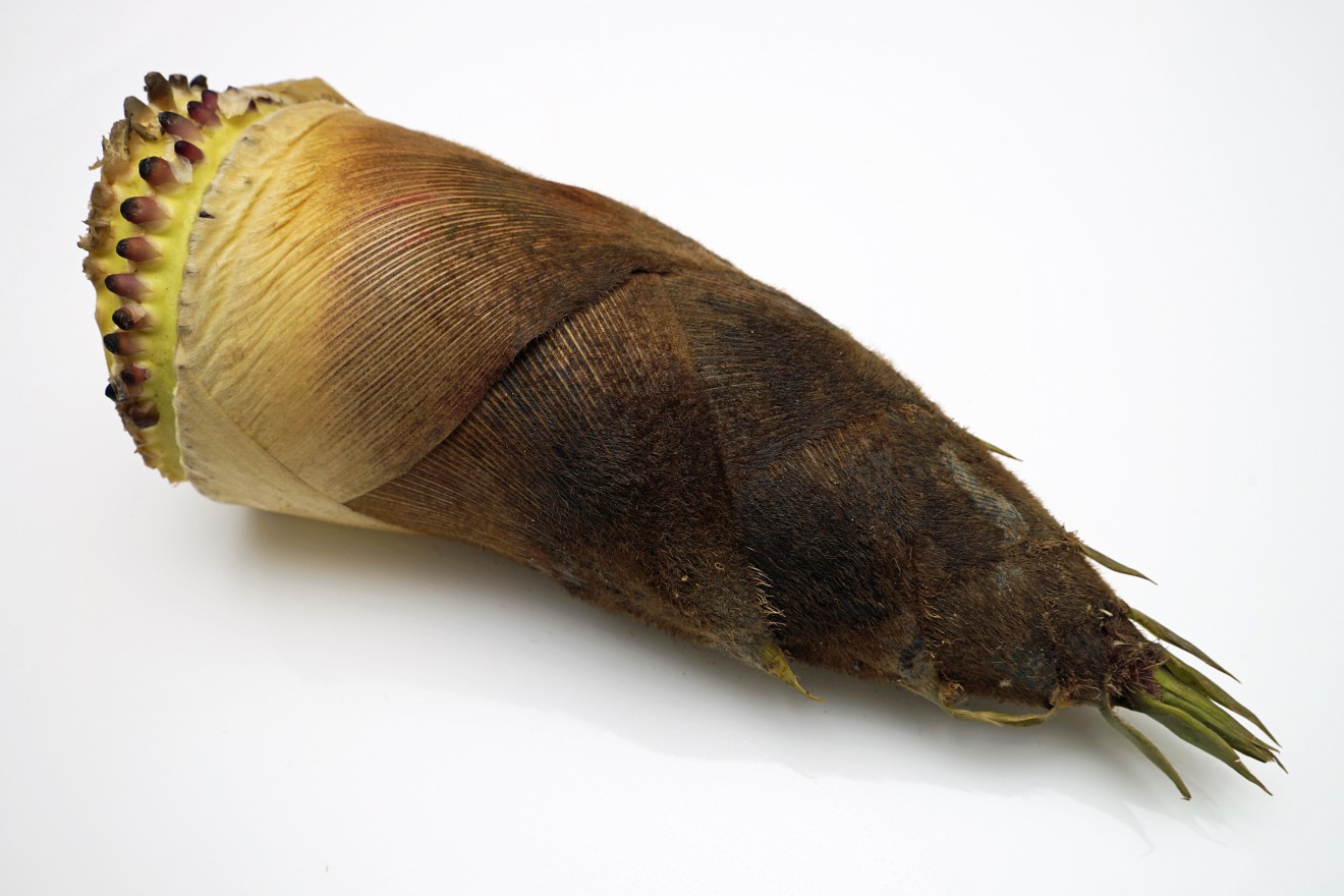 Bamboo shoots, one of the Kaga vegetables