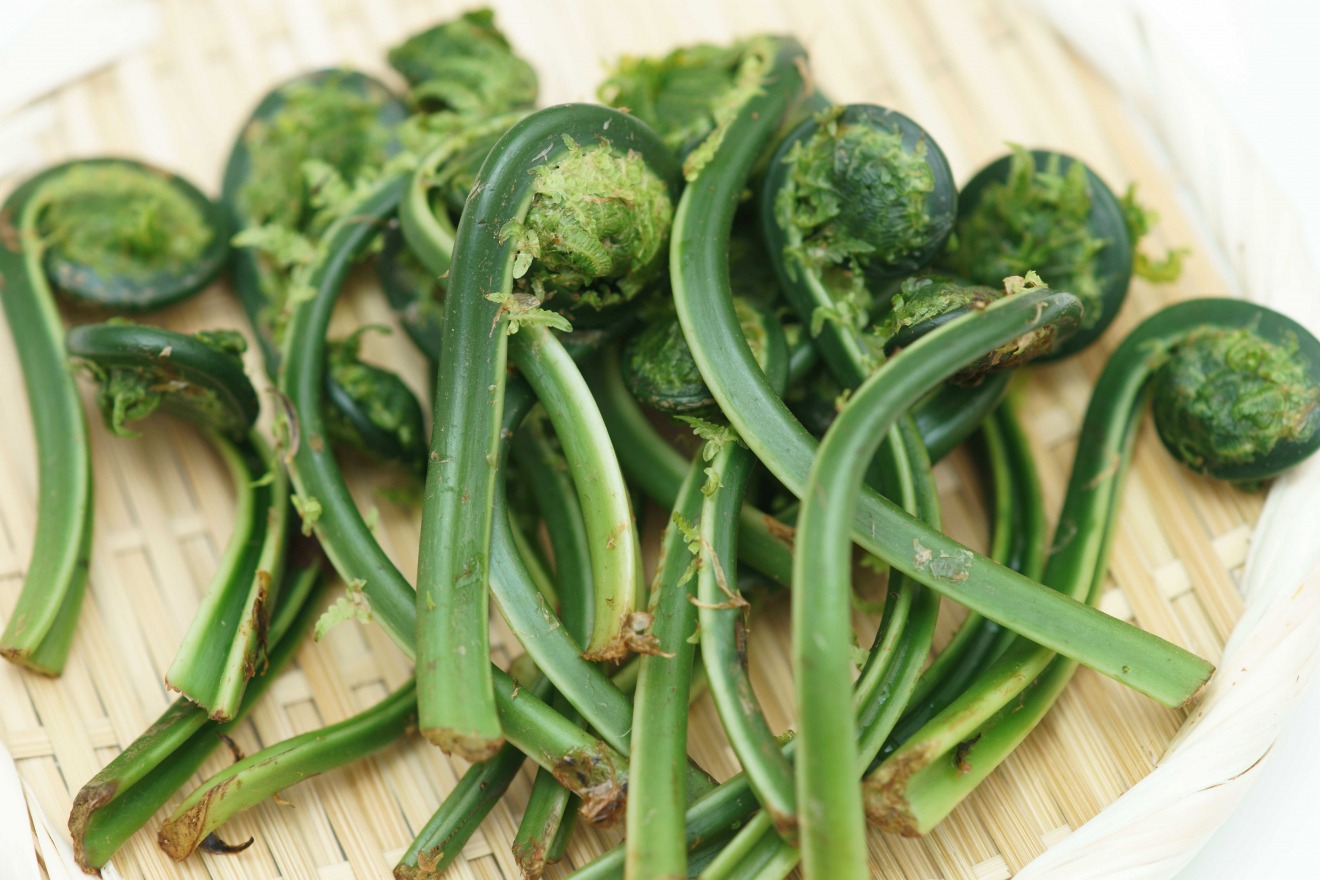 Spring is the season for wild mountain vegetables