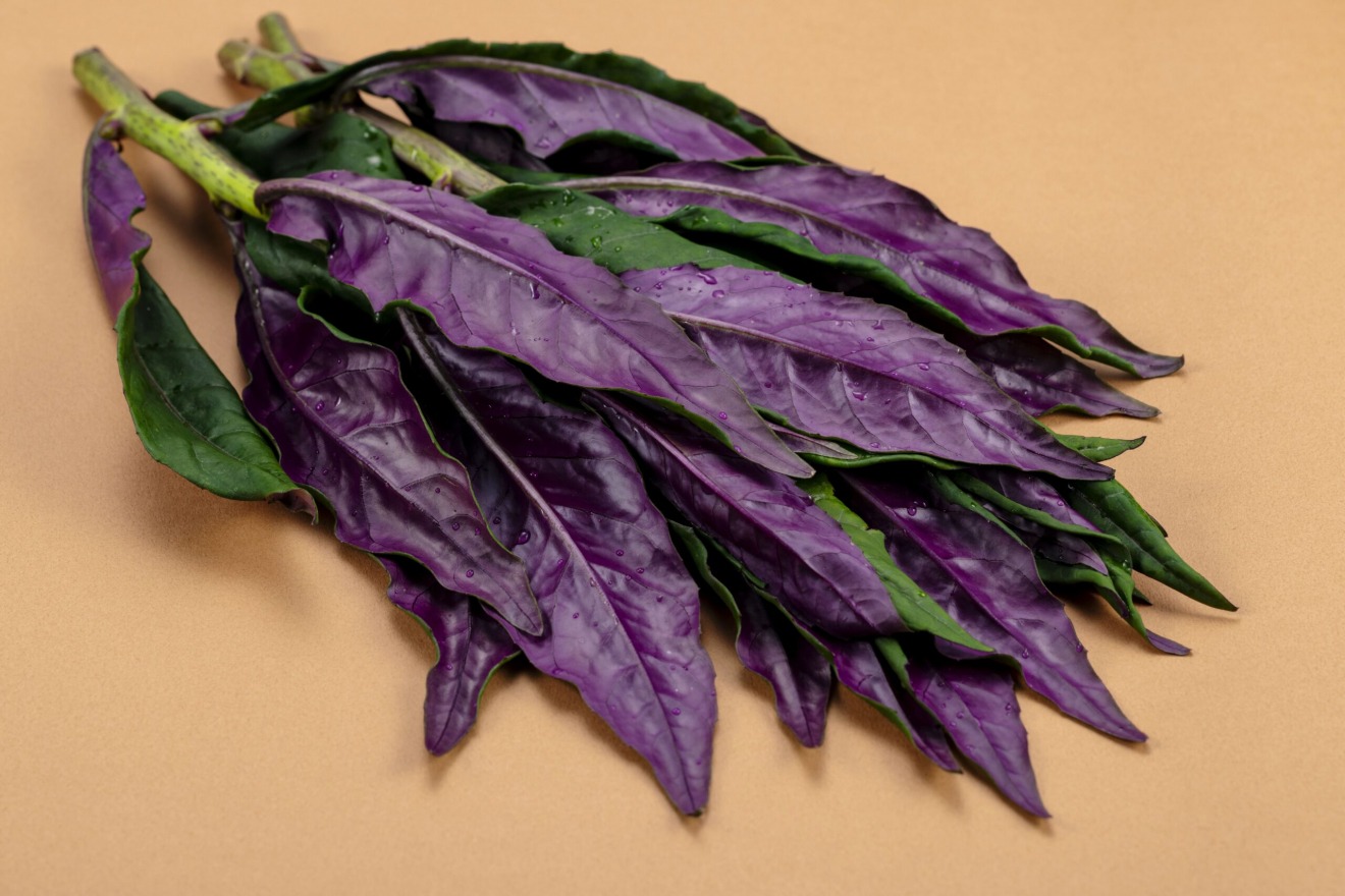 ◆Kinjiso (Okinawan Spinach)