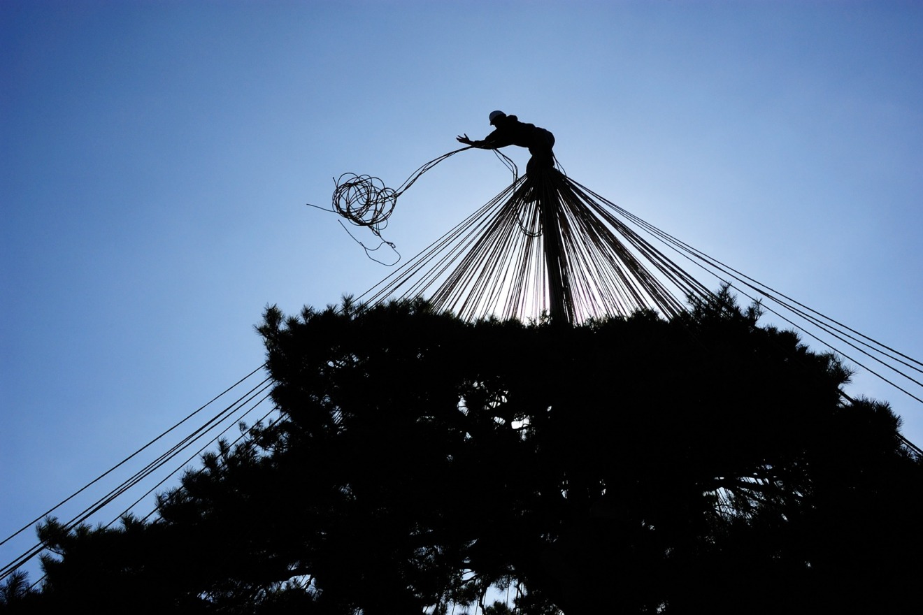 Yukitsuri (Snow-Hanging) Work in Progress　(© Ishikawa Prefectural Tourism Federation)