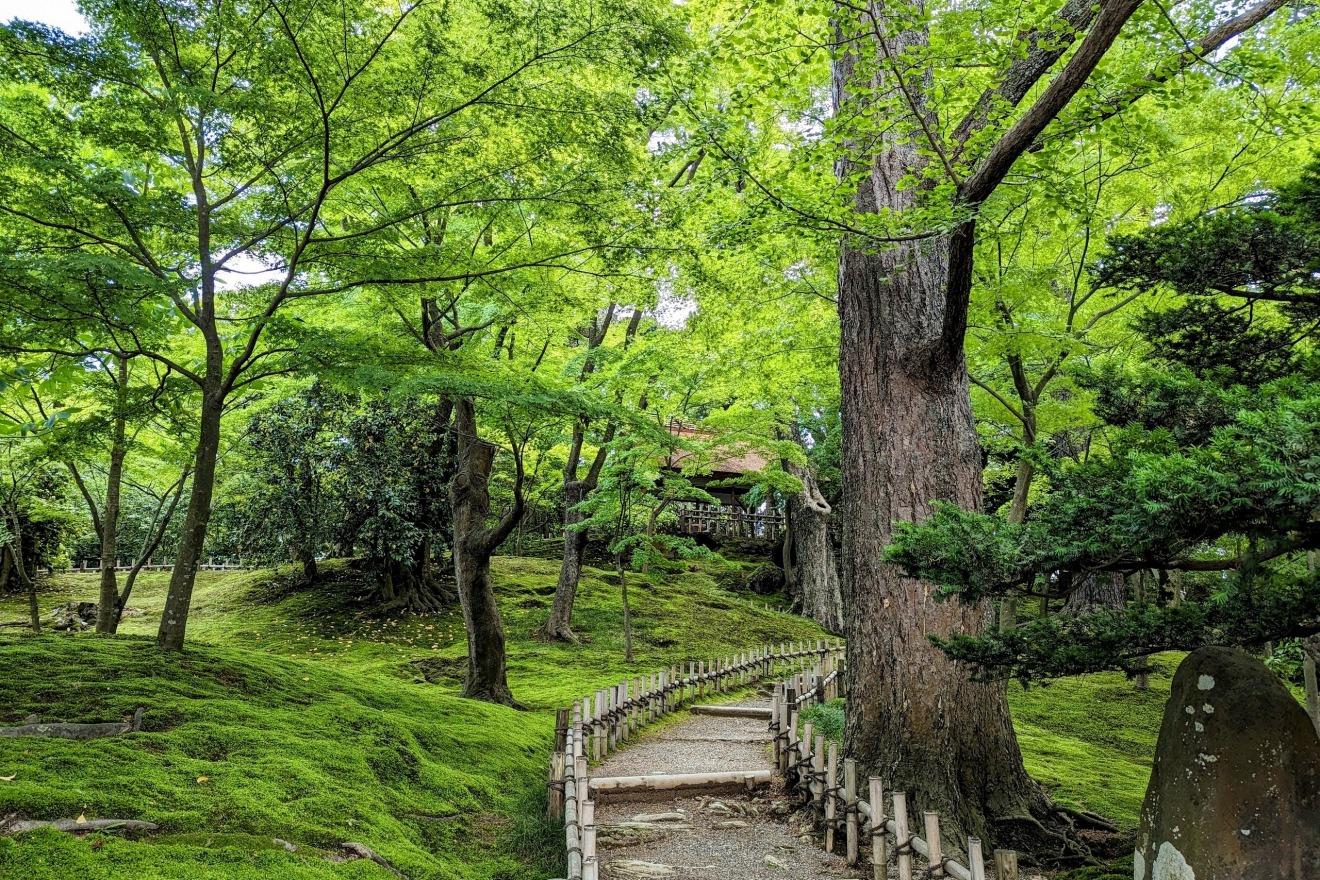 Fresh Green Japanese Maple Leaves and Moss on Yamazaki Hill in Kenrokuen Garden