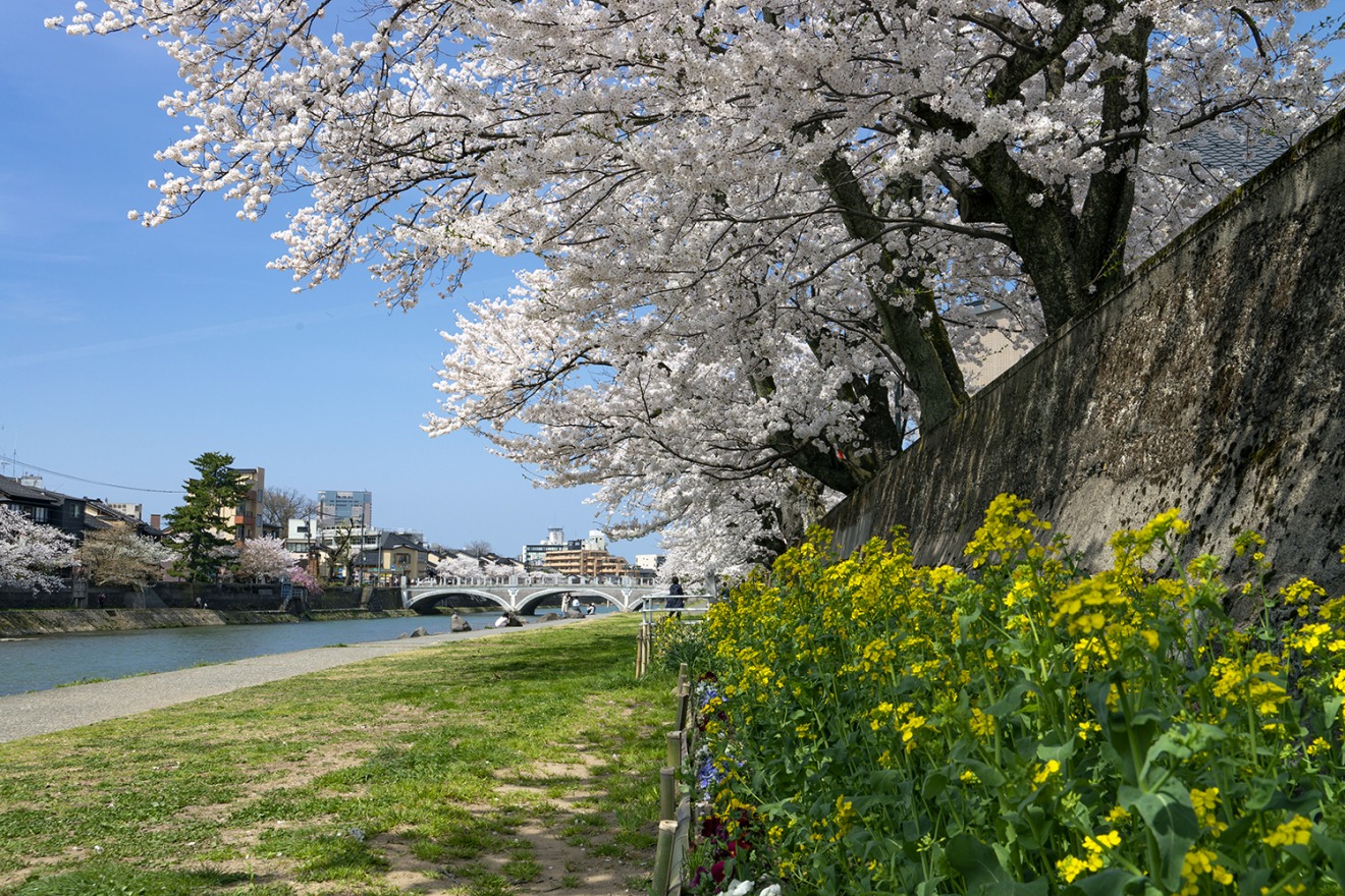 “Asanogawa Riverbank” in Spring