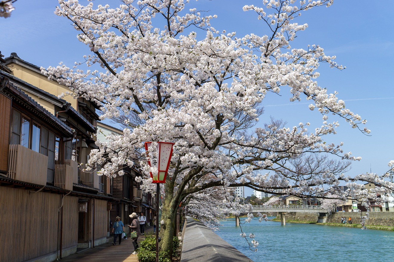 Kazue-machi Chaya District in full bloom. Naka-no Hashi Bridge can be seen in the background.