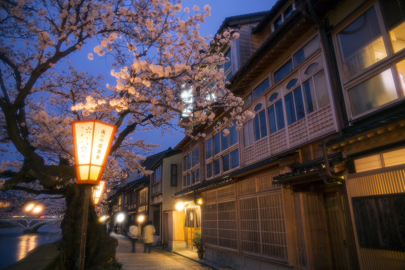 The Kazue-machi Chaya District in Full Bloom