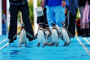 Let's go meet the animals that have returned to Noto!