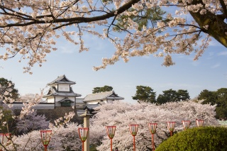 Guía de los cerezos en flor en Kanazawa