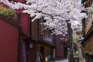 Attrazioni primaverili a Kanazawa