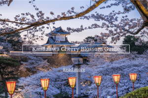 The Kanazawa Cherry Blossom Guide