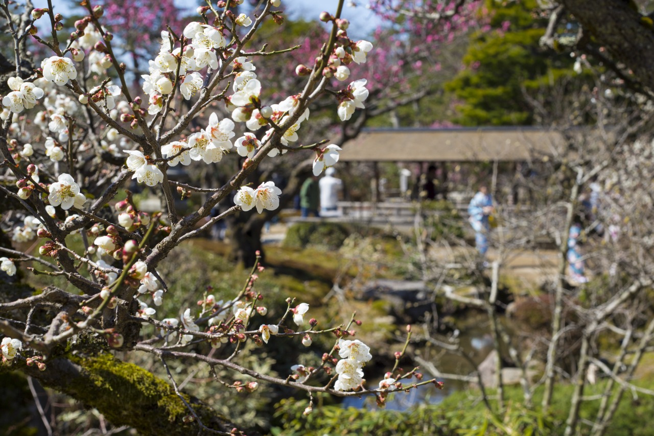 Kenrokuen Garden|Image Gallery|Visit KANAZAWA, JAPAN 【官方】金澤旅遊導覽