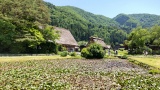 Water lily pond and Wada House