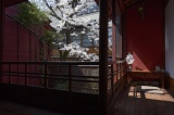 Venue: Kikuno-ya with a symbolic Sakura tree