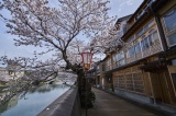 Kazue-machi Chaya District is located along Asano River with cherry blossom trees