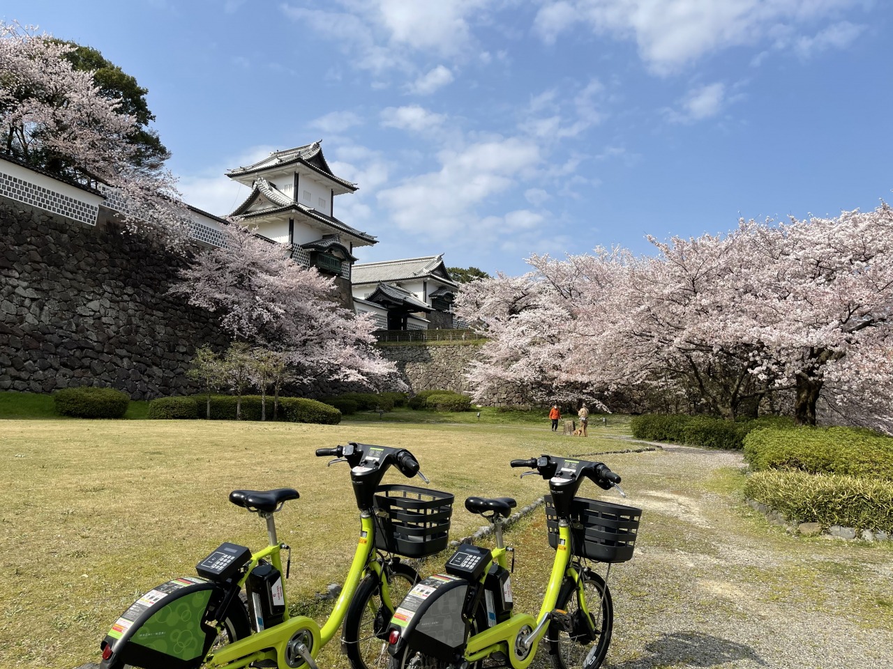 【Noto Support】Explore Kanazawa's picturesque cherry blos…