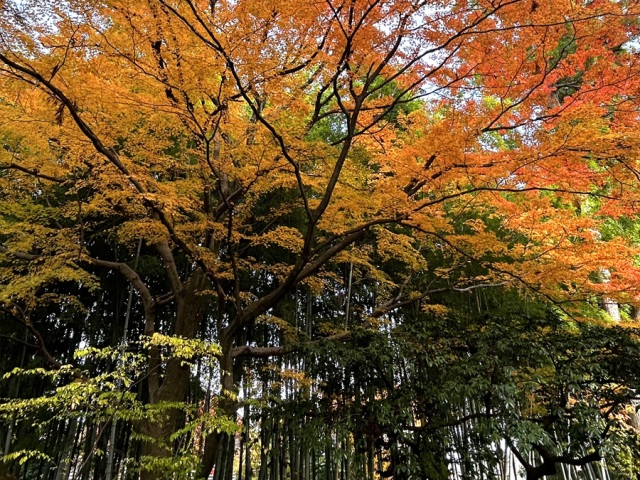 Temple's Autumn Foliage and Bamboo Grove