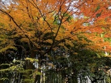 Temple's Autumn Foliage and Bamboo Grove