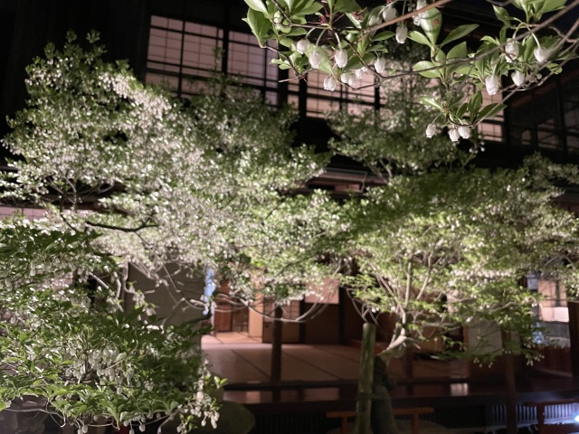 Illuminated dōdan azalea in bloom