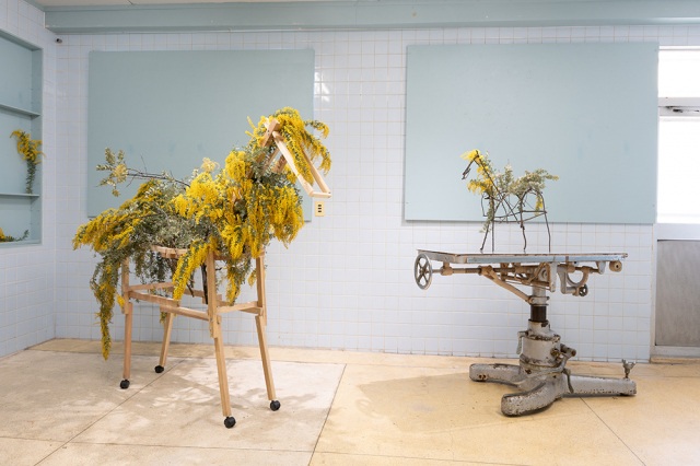 NOMURA Yuka, Right: Coal Mine Horse (acacia), Left: Coal Mine Horse (mimosa), 2026 Photo: KURODA Daisuke