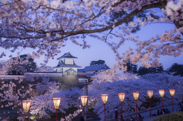 Entrada gratuita para ver los cerezos en flor en el Castillo de Kanazawa y el jardín Kenrokuen