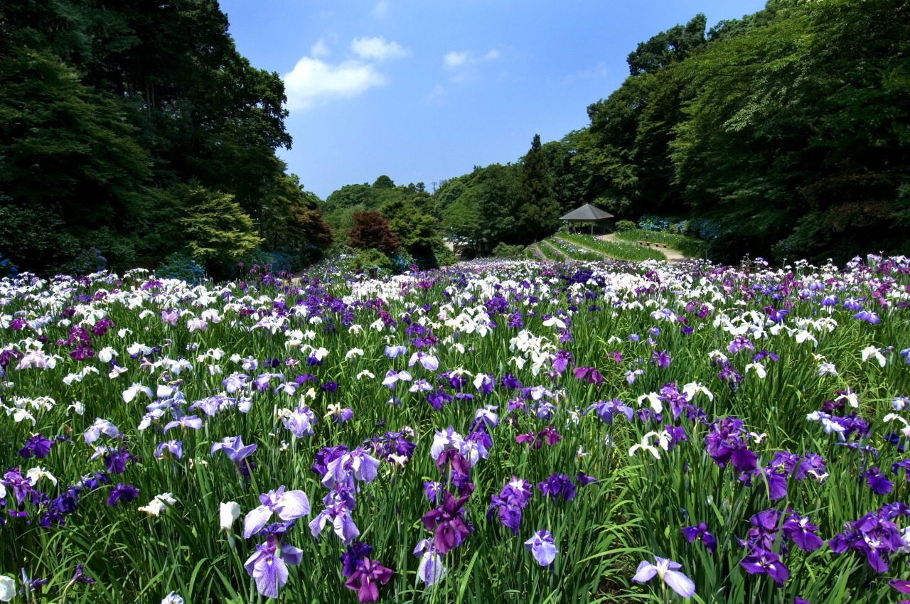 Hanashobu-en Iris Garden (in Utatsuyama Park)