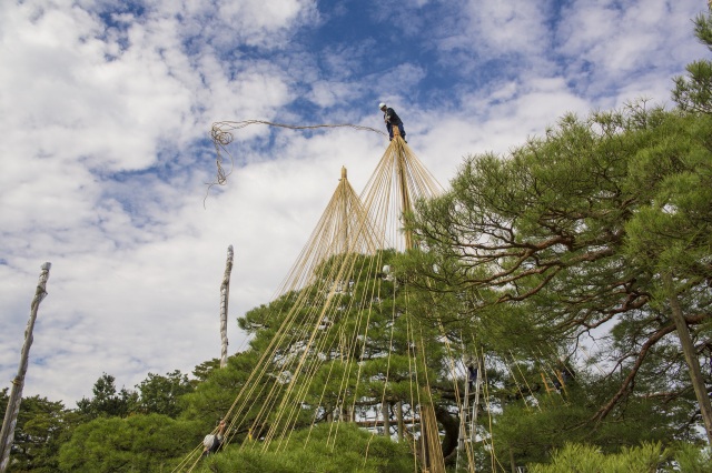 Installation desYukitsuri, cordages de protection des arbres au Jardin Kenrokuen